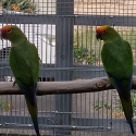 GOLD CAPPED CONURE PAIRS AND SPARE COCK BIRD