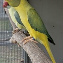 MATURE INDIAN RINGNECKS COCKS AND HENS