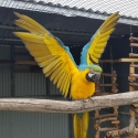 Macaw pair