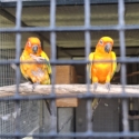 Pied Sun Conures for sale