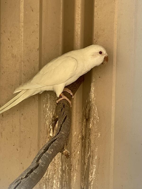 Albino Quaker Hen