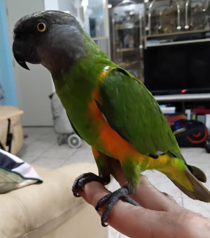 Senegal handraised female