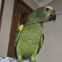 Blue Fronted Amazon