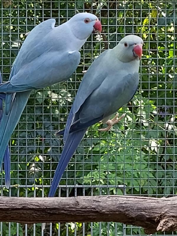 MATURE CHF HENS AND COCKS AND BREEDING PAIR
