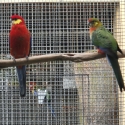 Western Rosella Pair