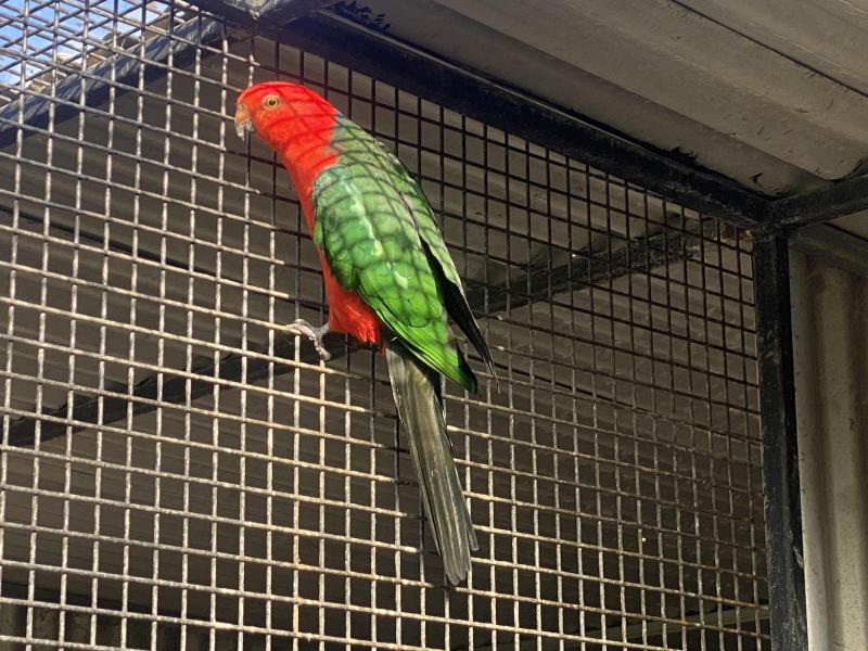 KING PARROT PR