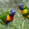mature pair rainbow lorikeet