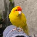 Mature Red eye kakariki hen