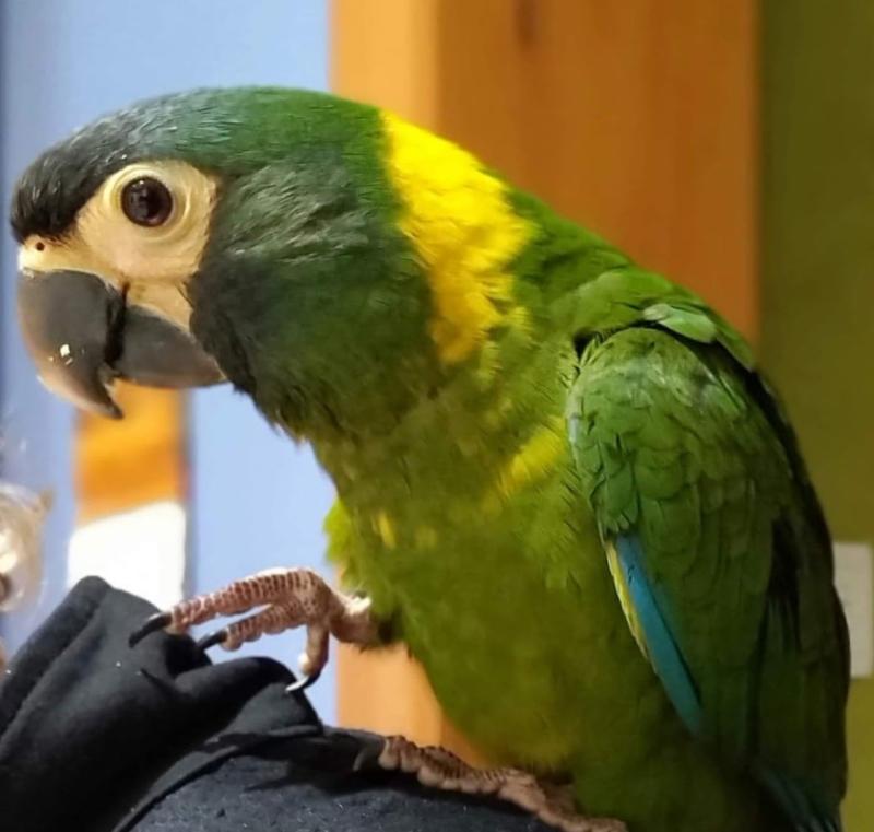 Bonded and Breeding Pairs For Sale can deliver to Gunadah