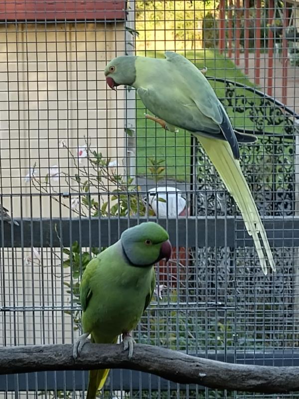 MATURE PROVEN BREEDING PAIRS UPDATE