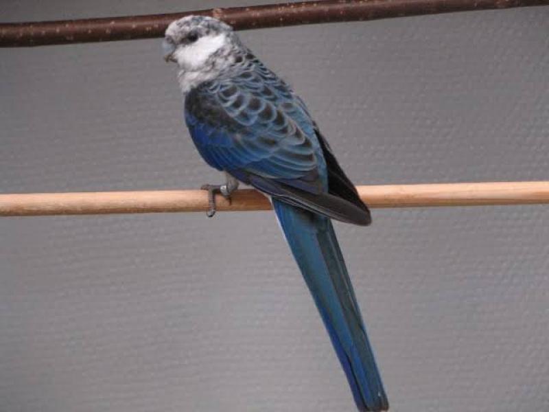 Wanted Blue western Rosella