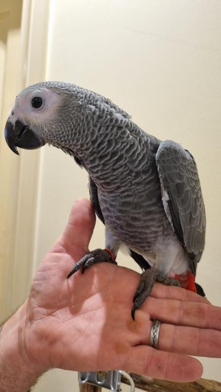 African grey female 4 months old