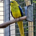 Pure Normal Elegant Cocks