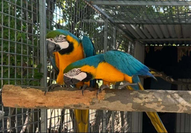 Genuine Breeding pr macaws
