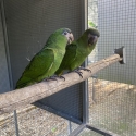 HAND RAISED HAHNS MACAWS  AT GUNNEDAH SATURDAY