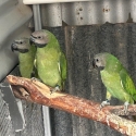 Available Murray bridge bird sale