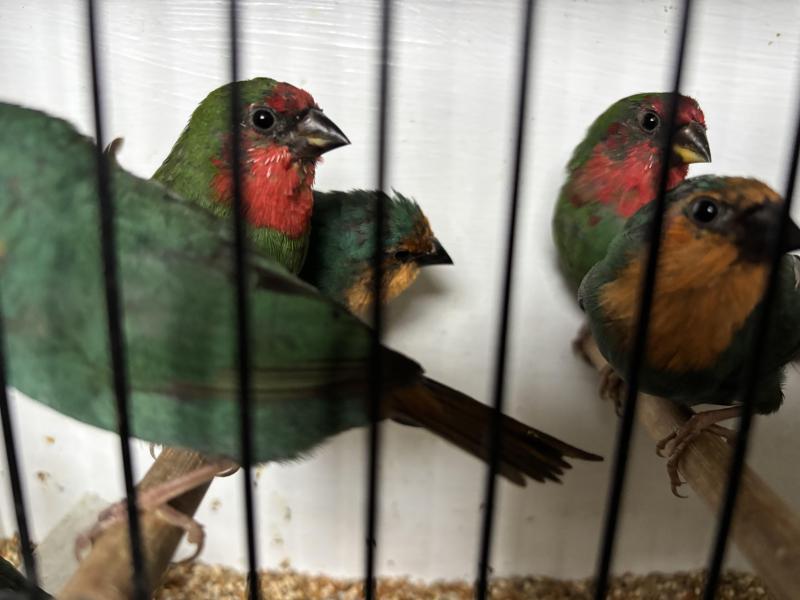Parrot finches