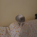 Hand raise baby African Grey