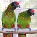 Yellow Streaked Lory Pair  For Sale