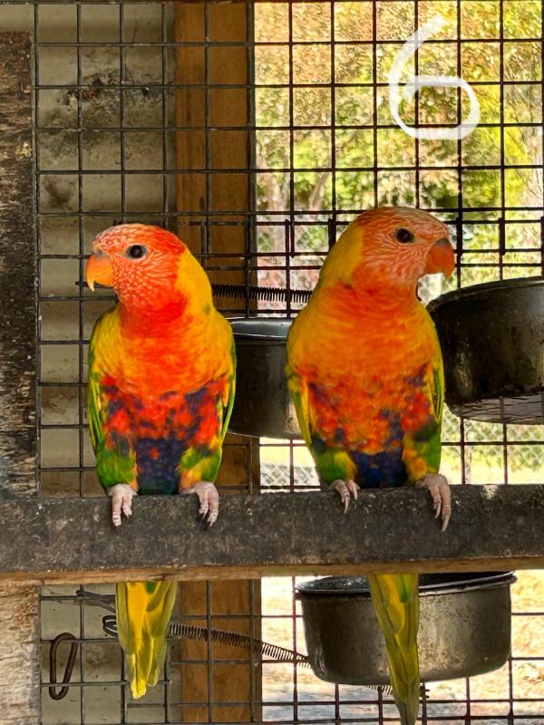AVIARY SELLOUT - mutation lorikeet and qyakers