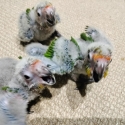 Golden-capped Conures For Handraising