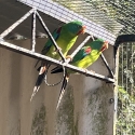 Pair of swift parrots
