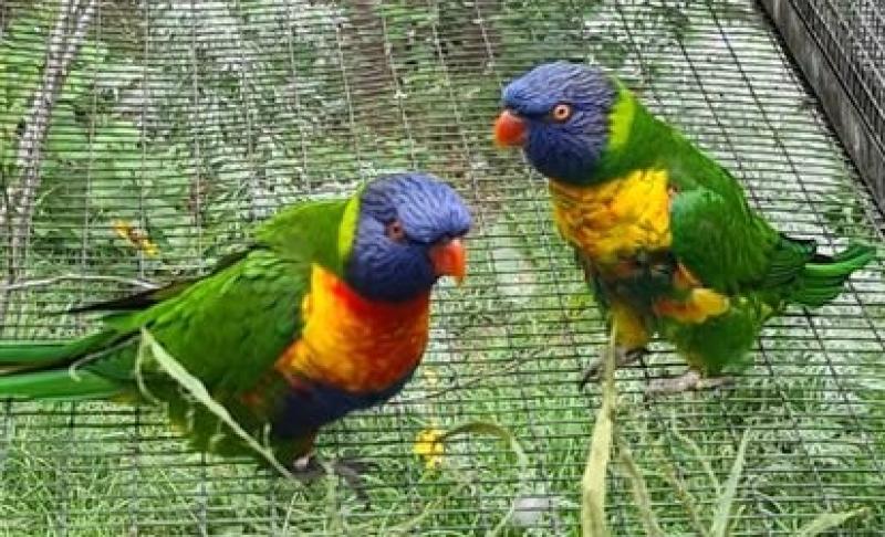 mature pair rainbow lorikeet 2 pairs make an offer