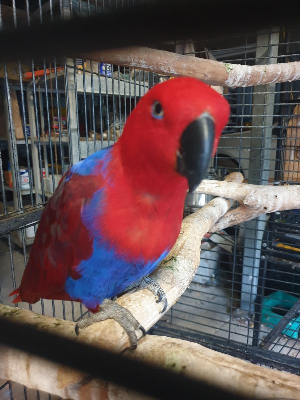 Female Eclectus