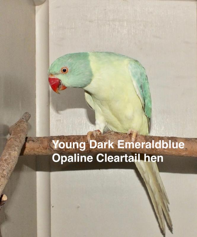 OPALINE CLEARTAIL AND CLEARTAIL INDIAN RINGNECKS