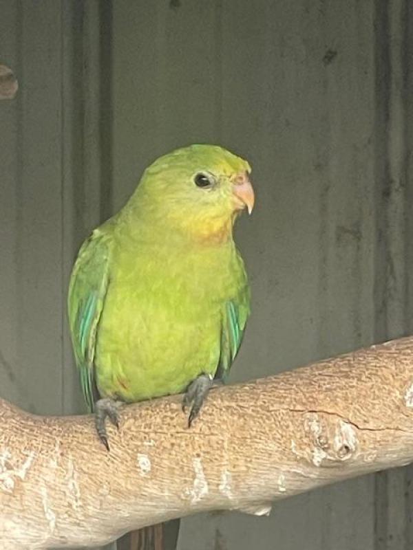 Superb Parrots