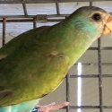 Hooded Cock
