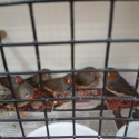 Pure Normal Zebra Finch Pairs