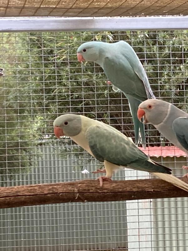 RINGNECKS