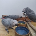 Hand-reared African Greys, DNA sexed, PBFD & APV neg, and Vet health check