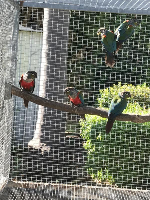Crimson Belly Conures
