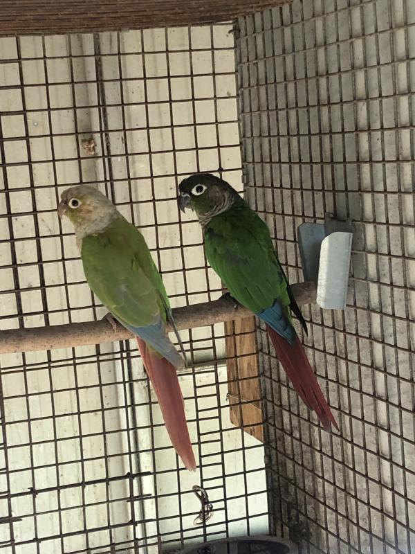Green cheek conure