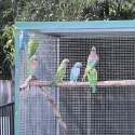 Mature Green split Blue split Fallow moustache Cock birds