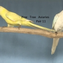 2024 PARENT REARED TWENTY EIGHT PARROT MUTATIONS