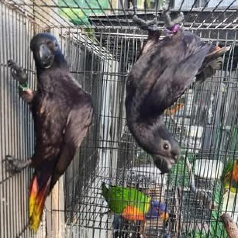 hand reared black loris