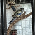 Northern rosellas