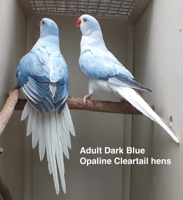 OPALINE CLEARTAIL AND CLEARTAIL INDIAN RINGNECKS