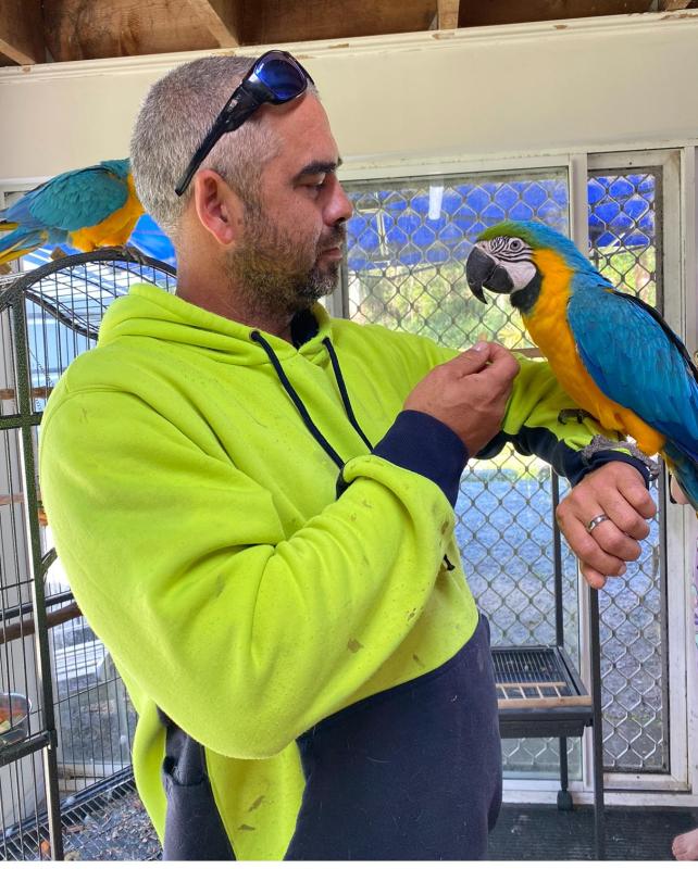 Male and female Macaws 3 to 4 years old