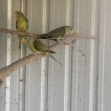 Plumhead Parrots