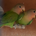 Peach face love birds