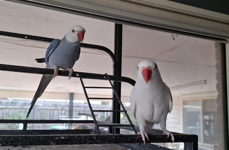 Pair breeding indian ring necks