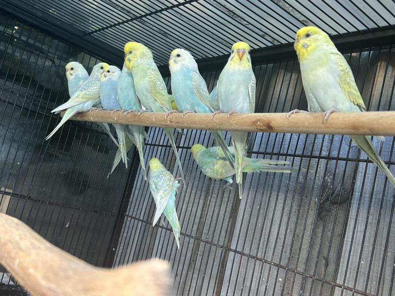 Rainbow Budgies