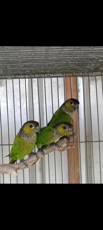 Pearly conures and Blackcap conures