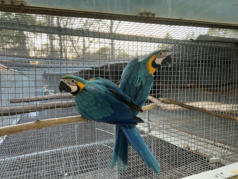 Blue and Gold Macaws  African Grey congon on offer
