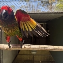 Lory clearance must go !