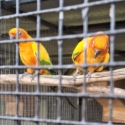 Sun Conures for sale